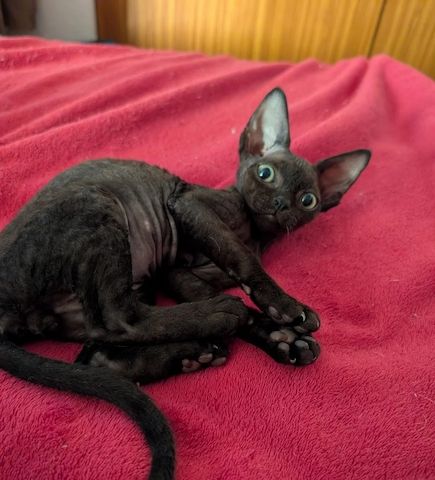 Devon-Rex-Kätzchen