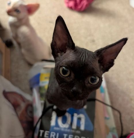Devon-Rex-Kätzchen