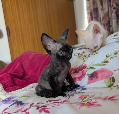 Devon-Rex-Kätzchen