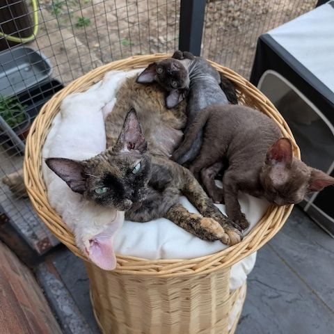 Devon-Rex-Kätzchen