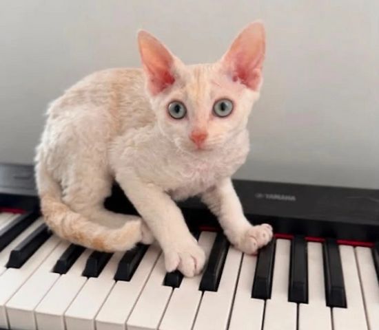 Devon-Rex-Kätzchen