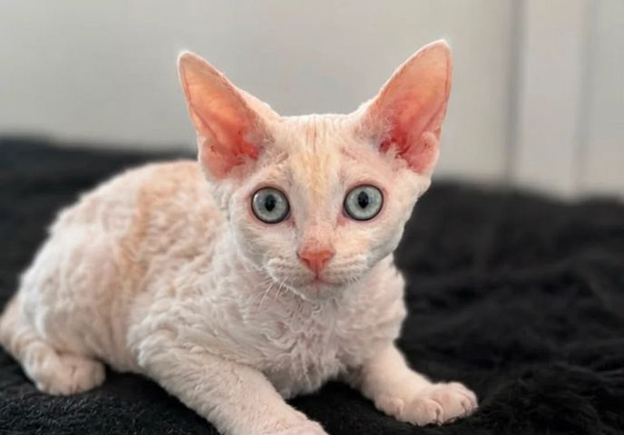 Devon-Rex-Kätzchen