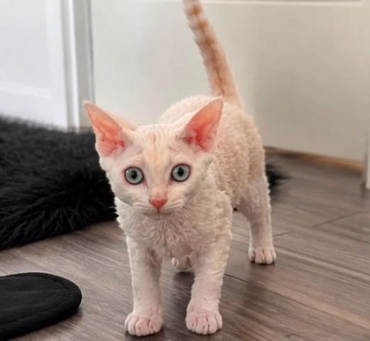 Devon-Rex-Kätzchen