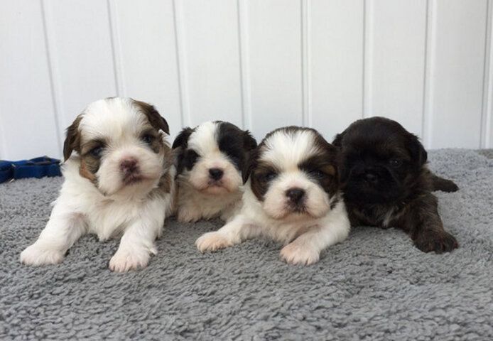 Shih-Tzu-Welpen