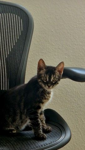 Bengal Charcoal Kitten Kater