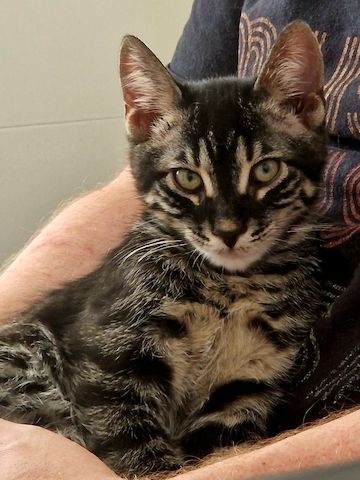 Bengal Charcoal Kitten Kater
