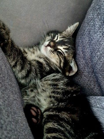 Bengal Charcoal Kitten Kater