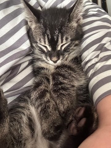 Bengal Charcoal Kitten Kater