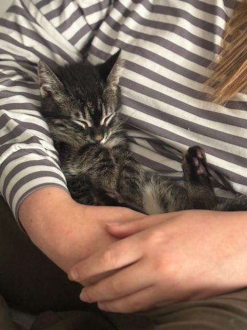 Bengal Charcoal Kitten Kater