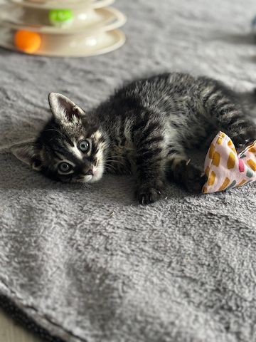 Bengal Charcoal Kitten Kater