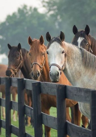 Suche Beschäftigung für nebenbei auf Ranch/ Pferdehof