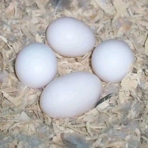 Frische, befruchtete Papageieneier und Papageienküken zu verkaufen