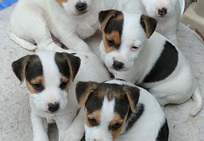 Jack-Russell-Welpen