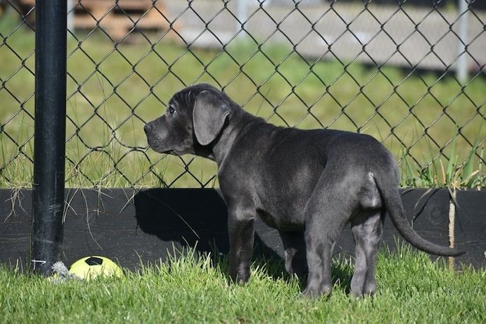 Cane-Corso-Welpen (blau)