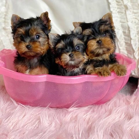 Yorkshire-Terrier-Welpen zu adoptieren
