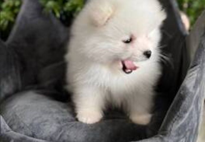 Pomeranian-Welpen zu adoptieren