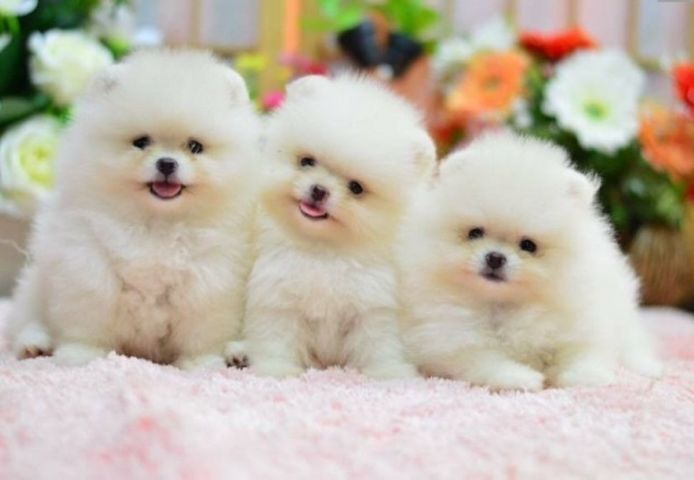 Pomeranian-Welpen zu adoptieren