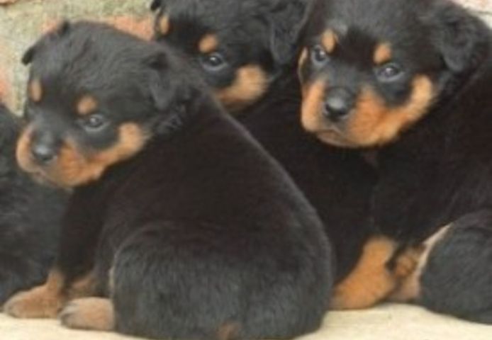 Hervorragende Rottweiler-Welpen