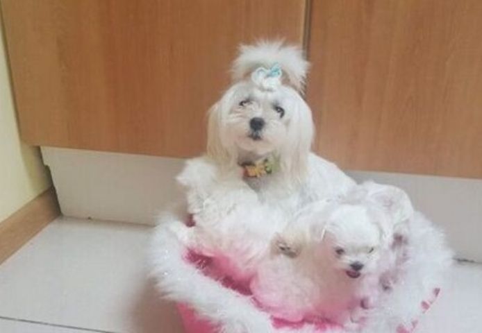 Malteserwelpen zu adoptieren