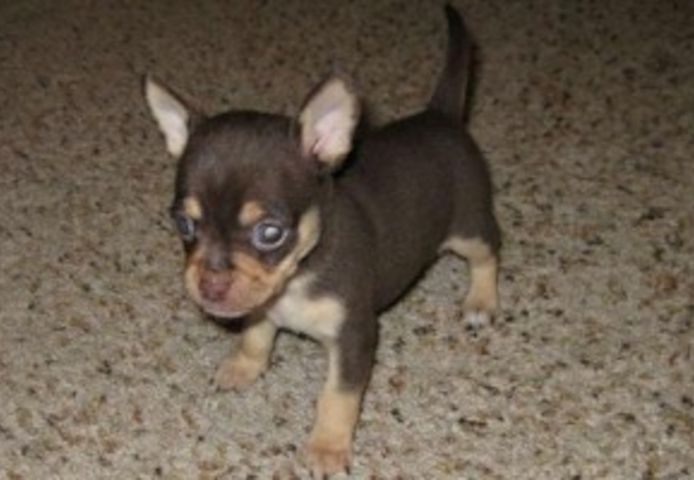 Zwei Chihuahua-Welpen ab sofort verfügbar