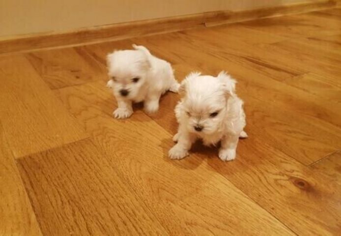 Malteserwelpen zu adoptieren