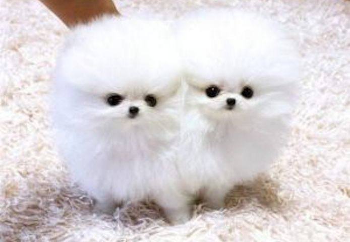 Cremefarbene Pomeranian-Welpen