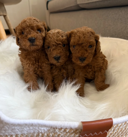 Pudelwelpen zu adoptieren