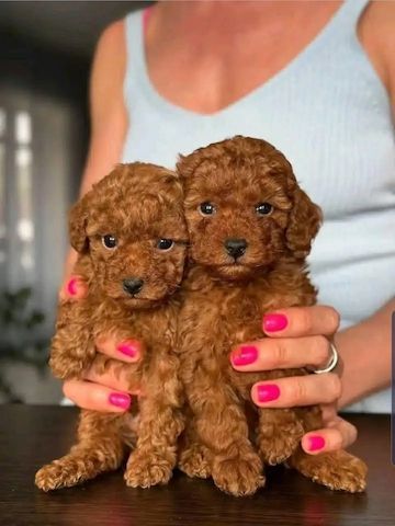 Pudelwelpen zu adoptieren