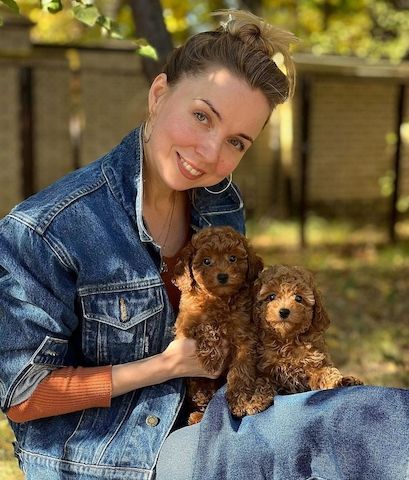 Pudelwelpen zu adoptieren