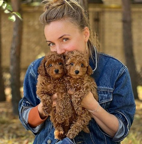 Pudelwelpen zu adoptieren