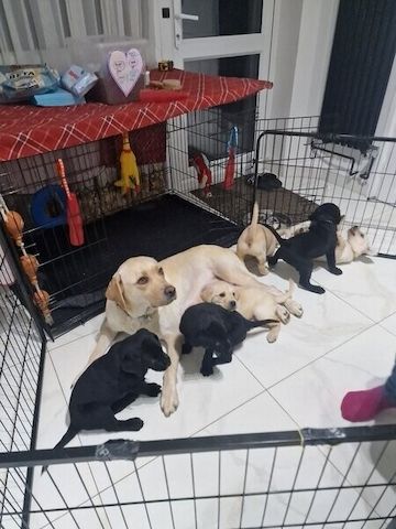 Labradorwelpen zu adoptieren