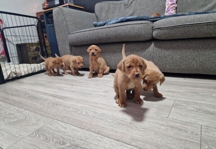 Labradorwelpen zu adoptieren