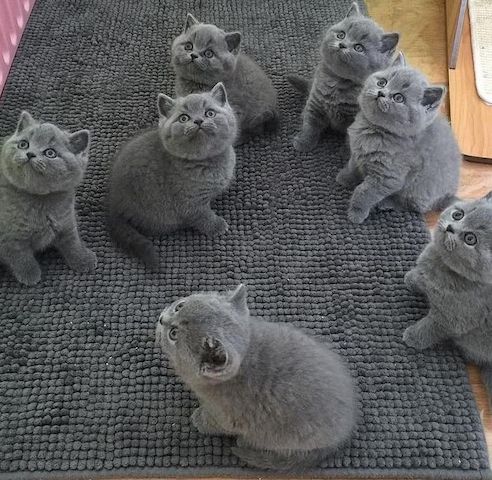 Britisch Kurzhaar-Kätzchen zur Adoption