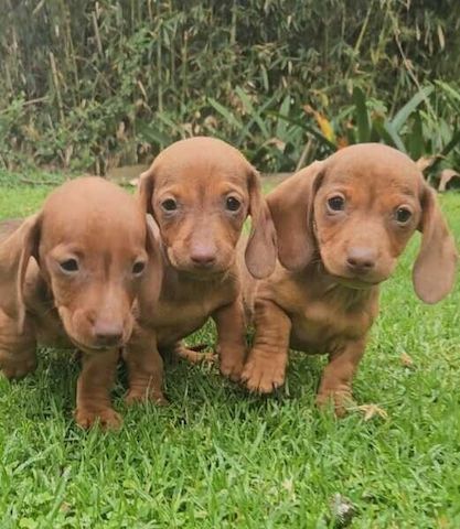 Dackelwelpen zu adoptieren
