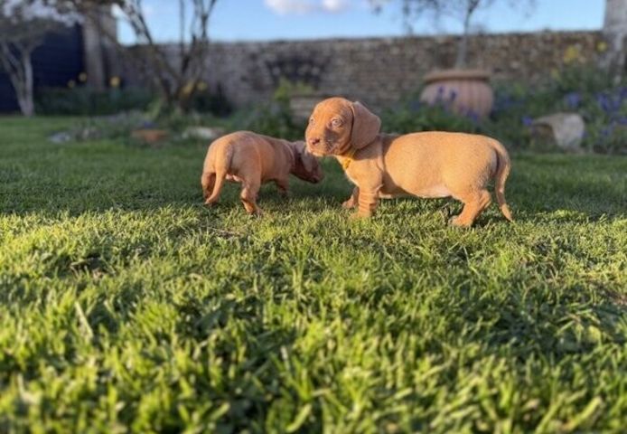 Dackelwelpen zu adoptieren