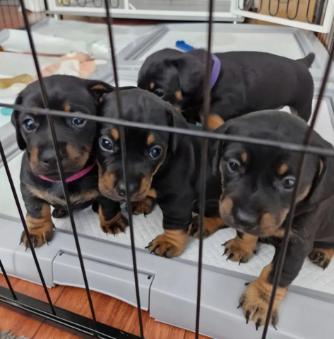 Dackelwelpen zu adoptieren
