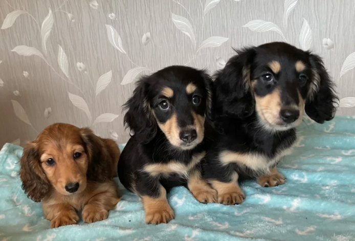 Dackelwelpen zu adoptieren