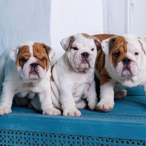 **English-Bulldogge-Babys suchen verantwortungsvolle Familien**