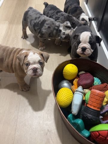 Kleine English Bulldogs mit großen Herzen suchen ihre Familie