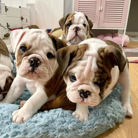 Traumhafte English-Bulldogge-Welpen warten auf ihre Familien