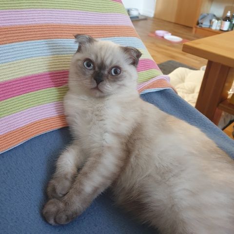 BKH 2 Kitten (W), 4 Monate, Geschwister - 450EUR für beide