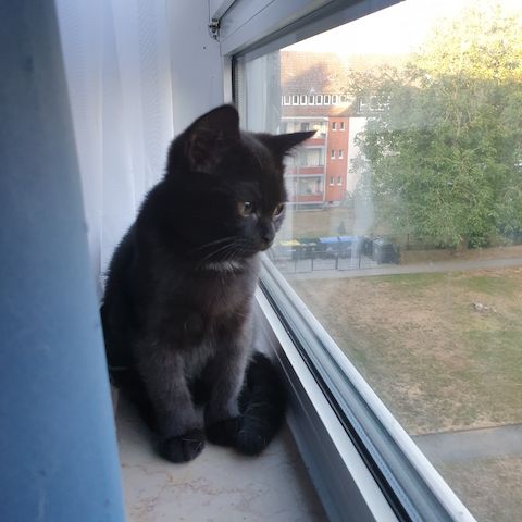 BKH 2 Kitten (W), 4 Monate, Geschwister - 450EUR für beide