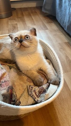 BKH 2 Kitten (W), 4 Monate, Geschwister - 450EUR für beide