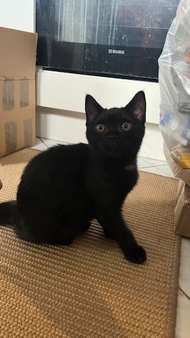 BKH 2 Kitten (W), 4 Monate, Geschwister - 450EUR für beide