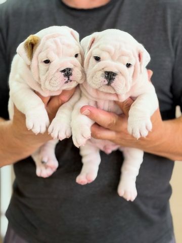 Auf der Suche nach einem neuen Familienmitglied? English Bulldogge Welpen