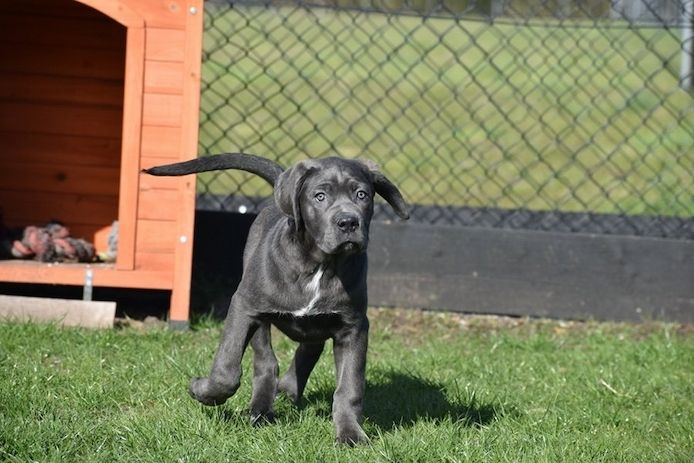 Cane-Corso-Welpen (blau)
