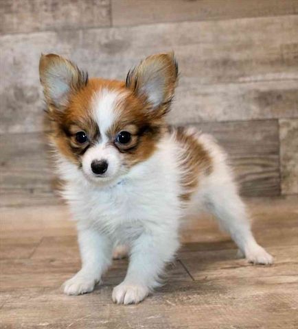Papillon-Welpen. WhatsApp: +44 7469 456352