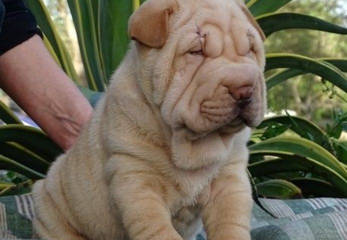 Shar-Pei-Welpen. WhatsApp: +44 7469 456352