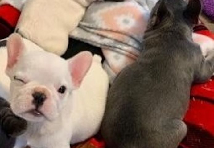 Tolle Französische Bulldoggen-Welpen zu verkaufen