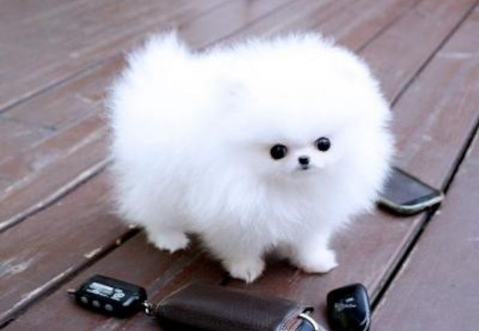 Wunderschöne Teacup-Pomeranian-Welpen abgabebereit